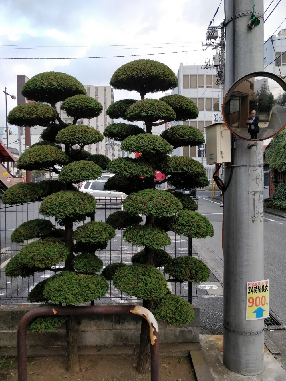 japan bushes